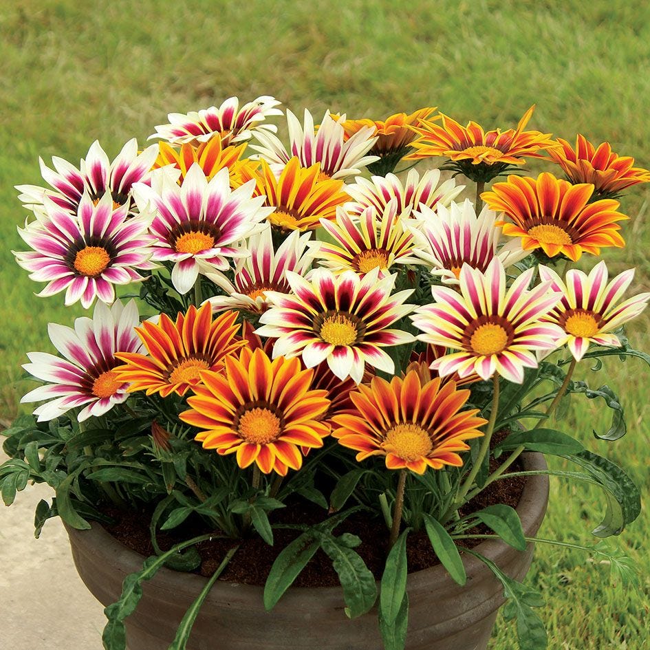 Mix Gazania Flower seeds for Planting Perfect for Borders Heirloom & GMO Free Seeds for Home Garden
 
 Sale seeds for home garden planting