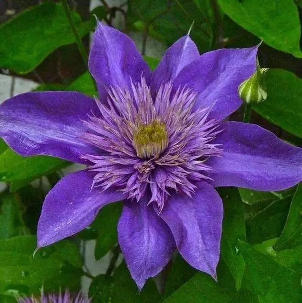 Purple Clematis Flower seeds for Planting Cut Flower Favorite Heirloom & GMO Free Seeds for Home Garden 
 
 Sale seeds for home garden planting