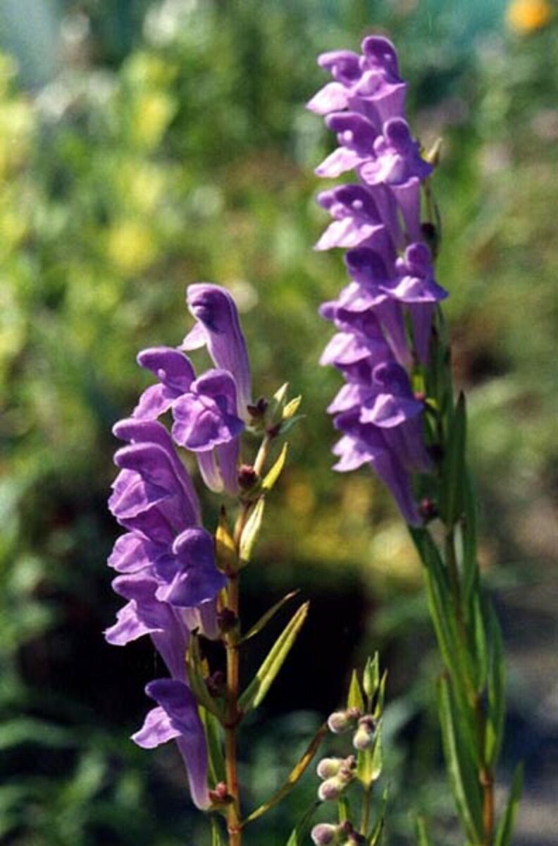Blue Scutellaria Baicalensis Flower seeds for Planting - Low Maintenance, Heirloom & GMO Free Seeds for Home Garden
 
 Sale seeds for home garden