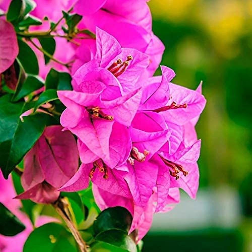 Pink Bougainvillea Flower seeds for Planting Premium Quality Heirloom & GMO Free Seeds for Home Garden 
 
 Sale seeds for home garden planting