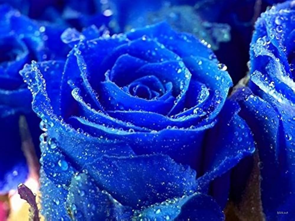 Rainy Blue Rose Flower seeds for Planting - Garden Favorite, Heirloom & GMO Free Seeds for Home Garden
 
 Sale seeds for home garden