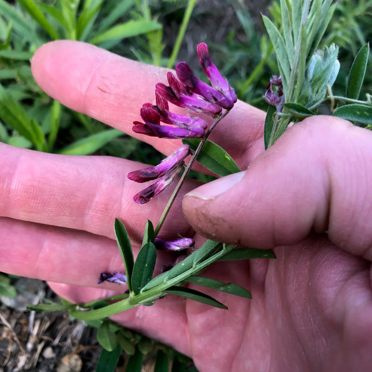 Purple Vetch Flower seeds for Planting - Bright Blooms, Heirloom & GMO Free Seeds for Home Garden
 
 Sale for planting in home garden.
