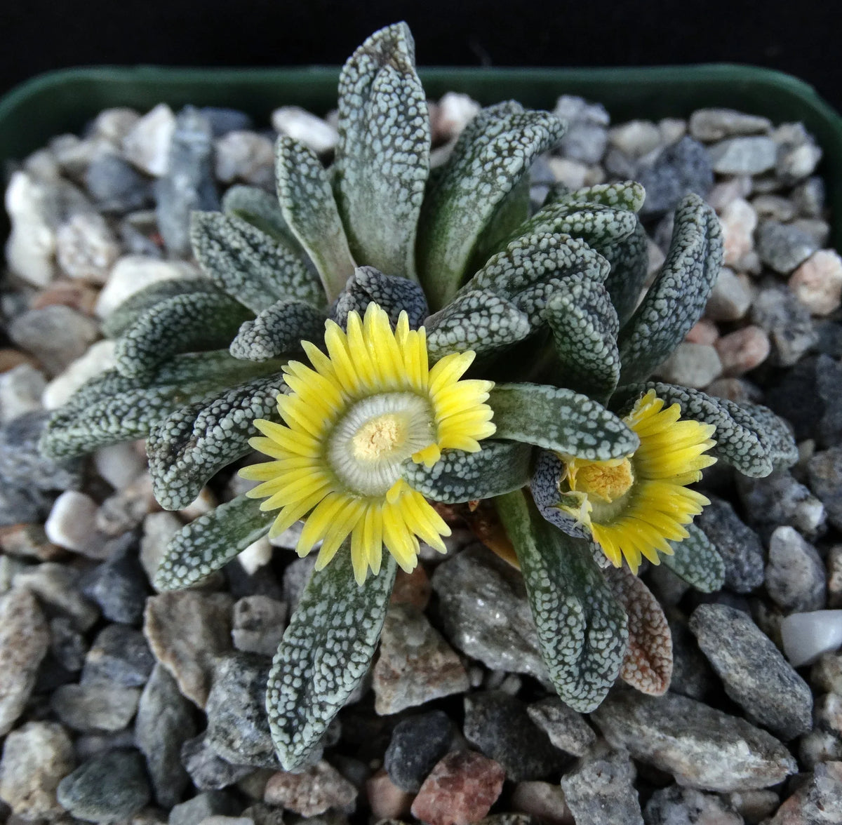 Yellow Nananthus Flower seeds for Planting Pollinator Friendly Heirloom & GMO Free Seeds for Home Garden
 
 Sale seeds for home garden planting