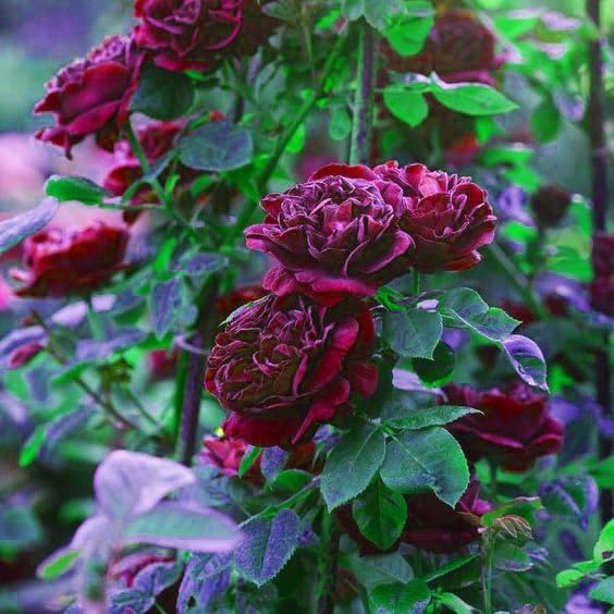 Maroon Climbing Rose Flower seeds for Planting Sun Loving Heirloom & GMO Free Seeds for Home Garden 
 
 Sale seeds for home garden planting