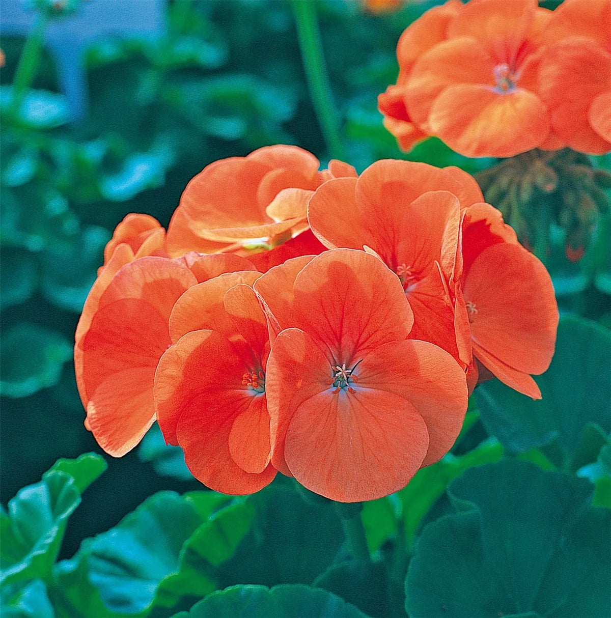 Orange Geranium Maverick Flower seeds for Planting Premium Quality Heirloom & GMO Free Seeds for Home Garden
 
 Sale seeds for home garden planting