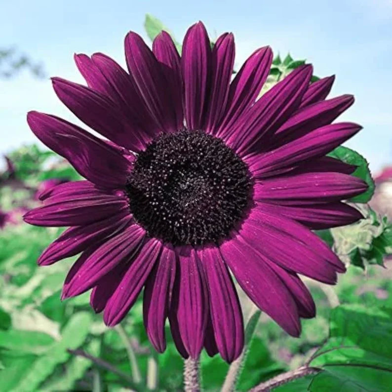 Purple Sunflower Flower seeds for Planting Sun Loving Heirloom & GMO Free Seeds for Home Garden
 
 Sale seeds for home garden planting