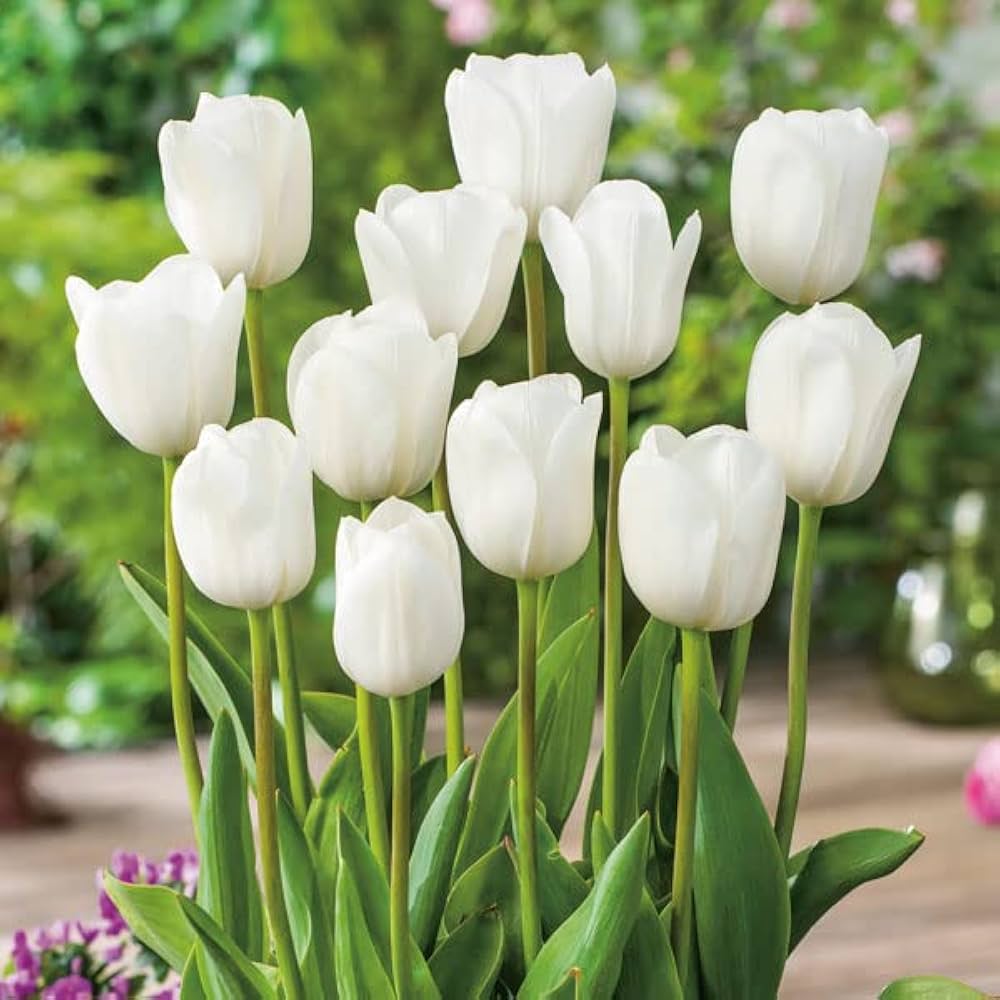 Tulip Petals Flower seeds for Planting Compact Growth Heirloom & GMO Free Seeds for Home Garden 
 
 Sale seeds for home garden planting