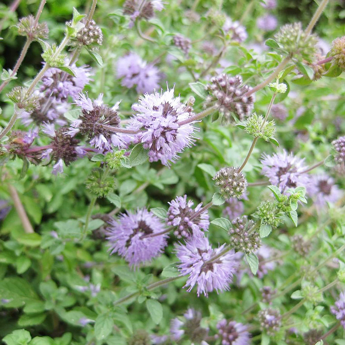 Purple Pennyroyal Flower seeds for Planting Premium Quality Heirloom & GMO Free Seeds for Home Garden 
 
 Sale seeds for home garden planting