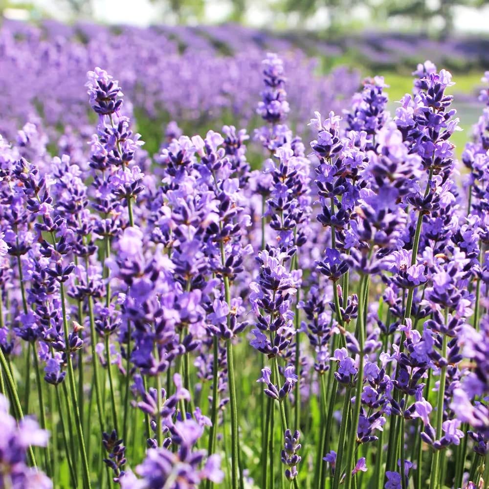 Lavandula Flower seeds for Planting Long Bloom Season Heirloom & GMO Free Seeds for Home Garden 
 
 Sale for planting in home garden