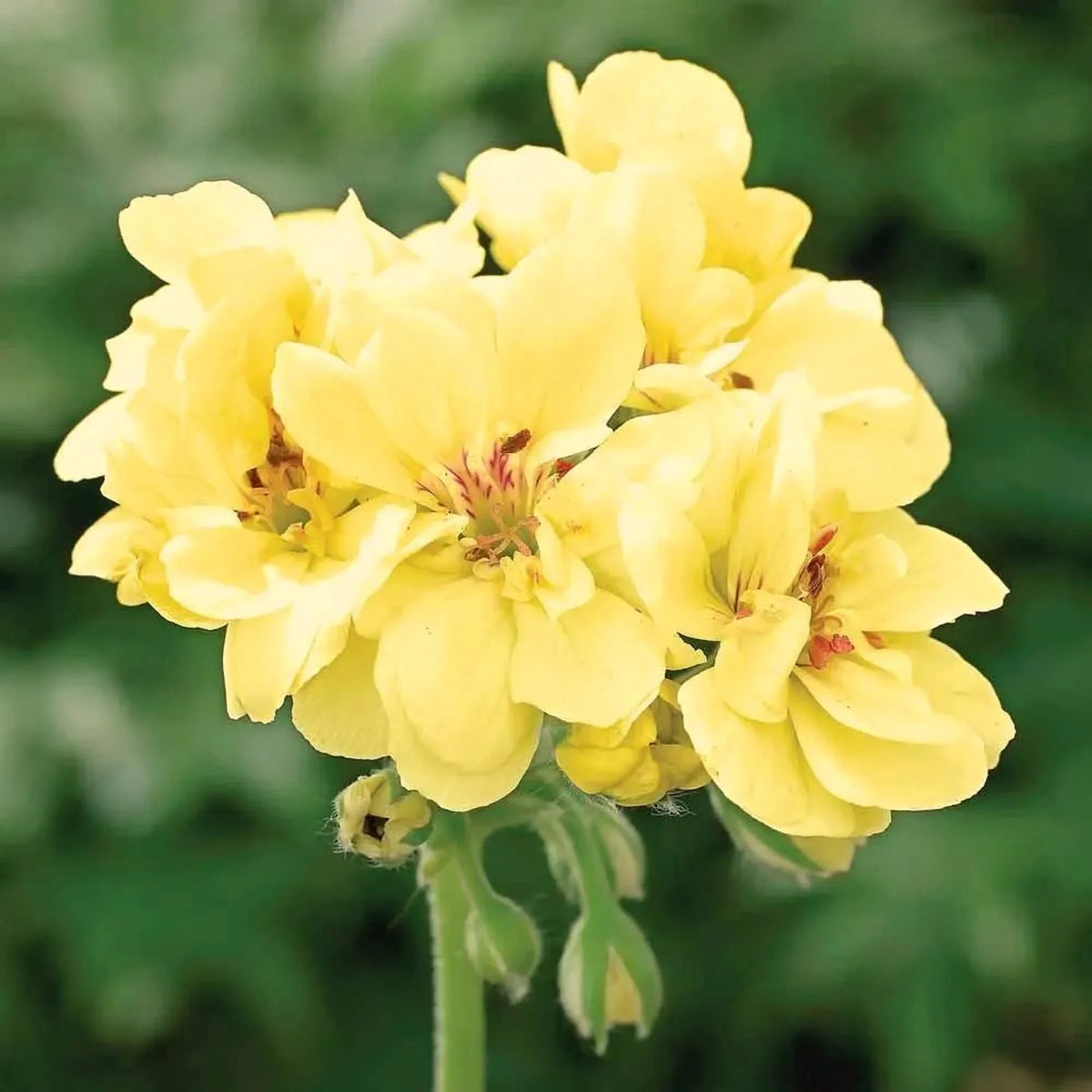 Yellow Geranium Flower seeds for Planting - Cottage Garden Essential, Heirloom & GMO Free Seeds for Home Garden
 
 Sale for planting in home garden