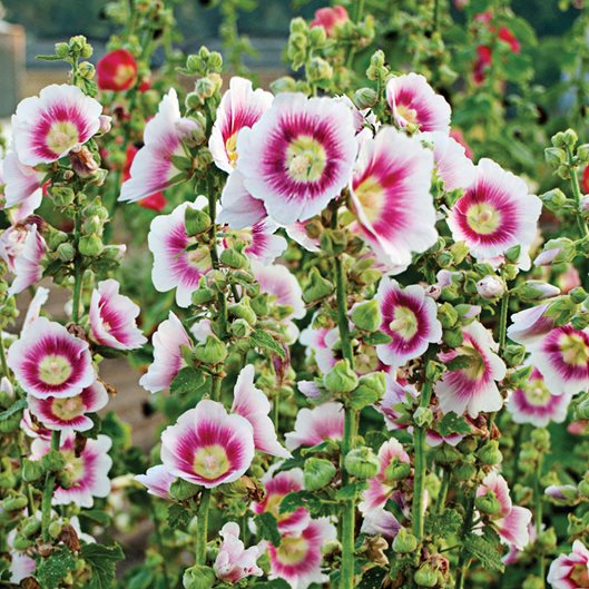 White & Pink Hollyhock Flower seeds for Planting Hardy Variety Heirloom & GMO Free Seeds for Home Garden
 
 Sale seeds for home garden planting