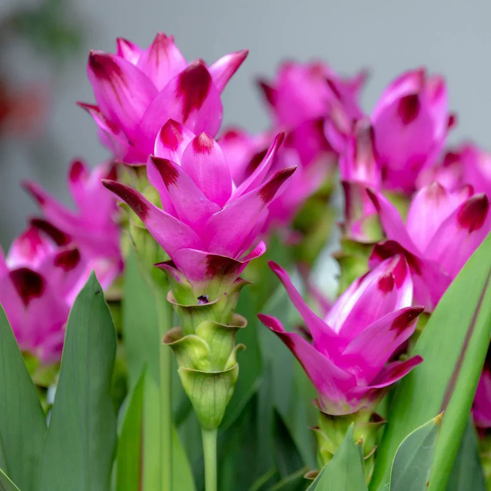 Curcuma Flower seeds for Planting Cottage Garden Essential Heirloom & GMO Free Seeds for Home Garden 
 
 Sale seeds for home garden planting