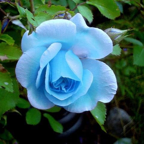 Sky Blue Rose Flower seeds for Planting Garden Favorite Heirloom & GMO Free Seeds for Home Garden
 
 Sale seeds for home garden planting