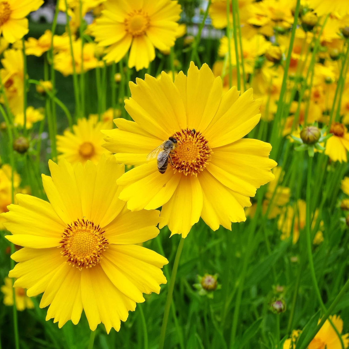 Yellow Coreopsis Lance Flower seeds for Planting Fragrant Blossoms Heirloom & GMO Free Seeds for Home Garden
 
 Sale seeds for home garden planting