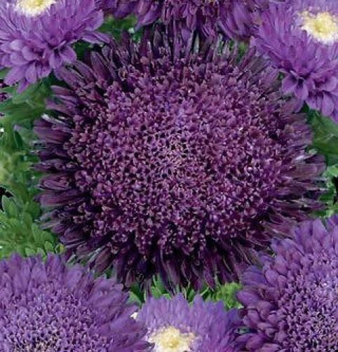 Deep Purple Chrysanthemum Flower seeds for Planting - Pollinator Friendly, Heirloom & GMO Free Seeds for Home Garden
 
 Sale seeds for home garden