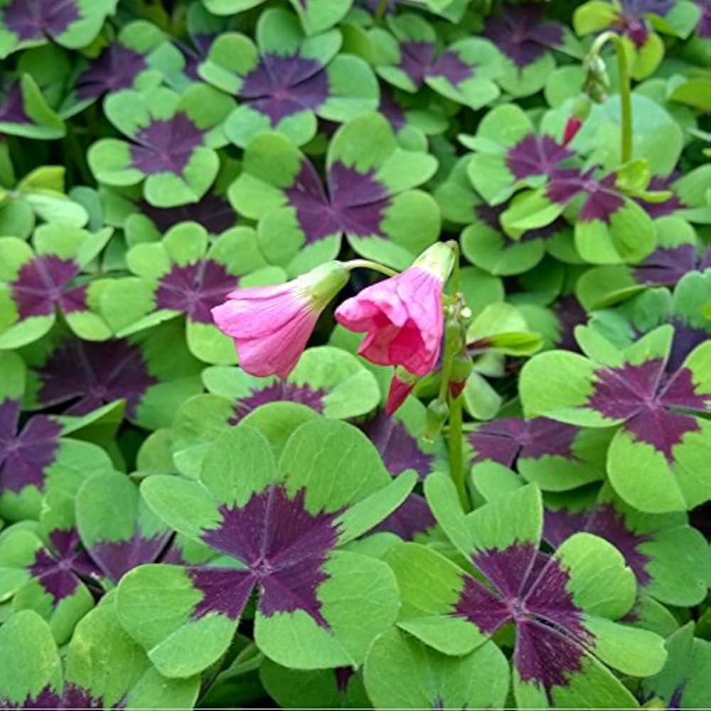 Oxalis Iron Cross Flower seeds for Planting Cottage Garden Essential Heirloom & GMO Free Seeds for Home Garden
 
 Sale seeds for home garden planting