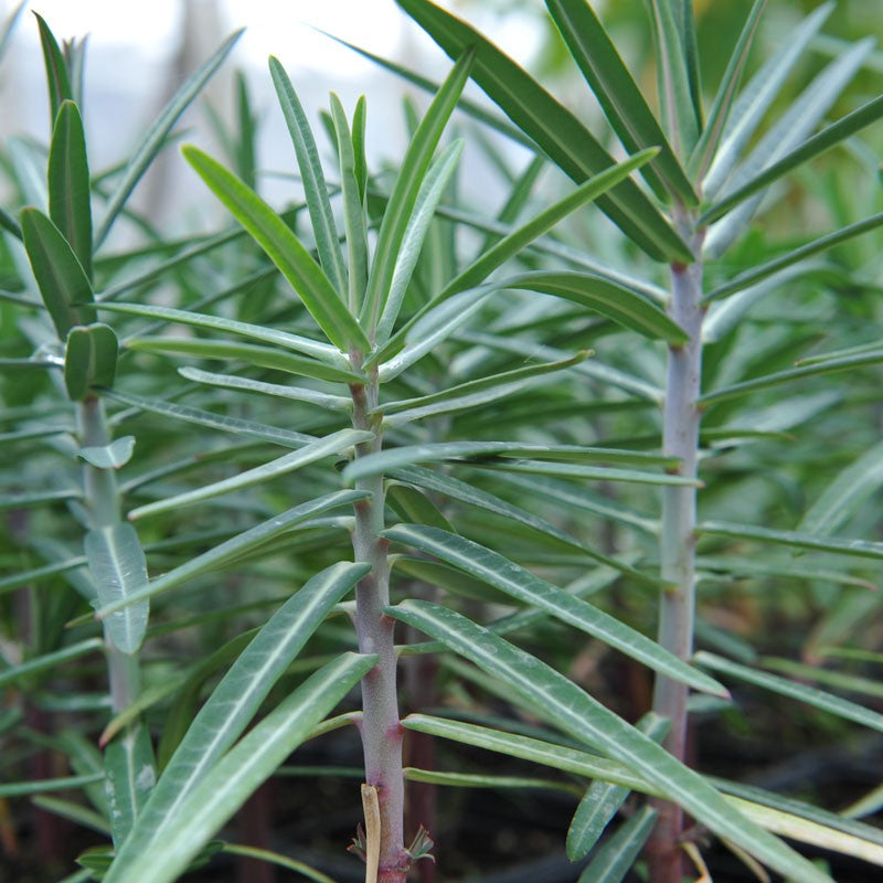 Lathyris Flower seeds for Planting Hardy Variety Heirloom & GMO Free Seeds for Home Garden 
 
 Sale seeds for home garden planting