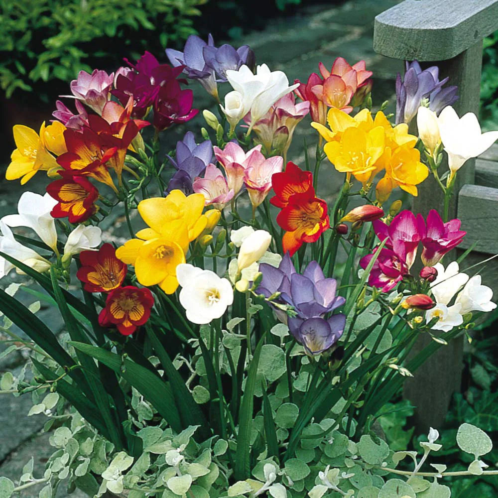 Mixed Freesias Flower seeds for Planting - Garden Favorite, Heirloom & GMO Free Seeds for Home Garden
 
 Sale seeds for planting in home garden