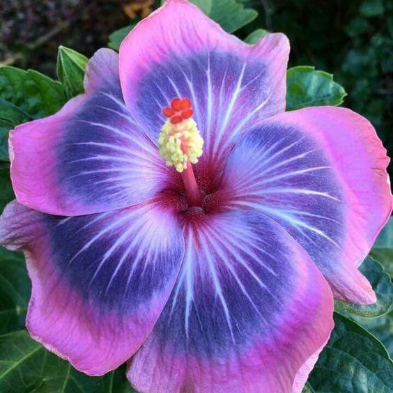 Purple & Pink Hibiscus Flower seeds for Planting Cut Flower Favorite Heirloom & GMO Free Seeds for Home Garden
 
 Sale seeds for home garden planting