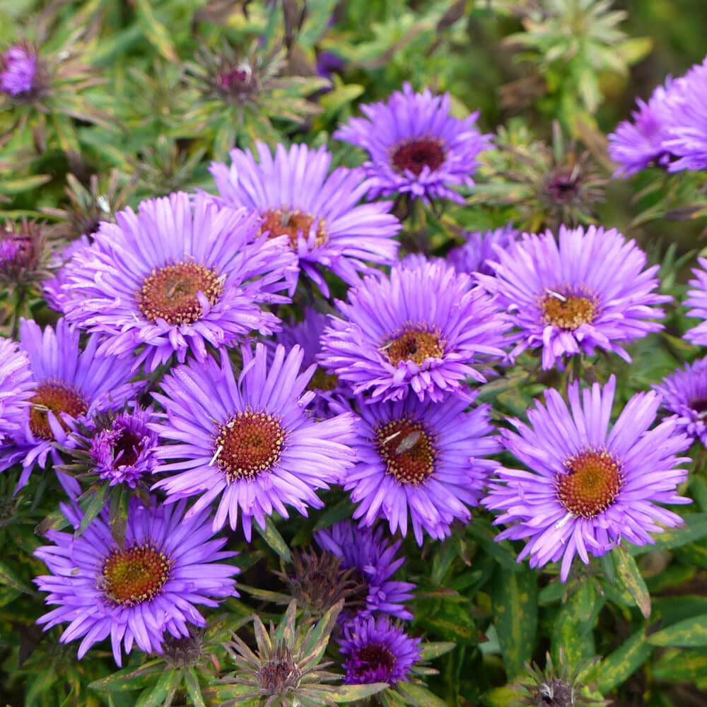 Purple Aster Novae Angliae Flower seeds for Planting Sun Loving Heirloom & GMO Free Seeds for Home Garden
 
 Sale seeds for home garden planting