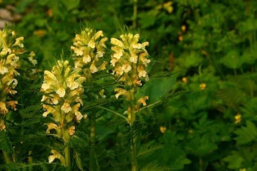 Yellow Pedicularis Lanceolata Flower seeds for Planting - Sun Loving, Heirloom & GMO Free Seeds for Home Garden
 
 Sale seeds for planting in home garden
