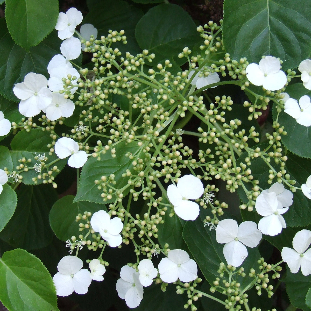 Hortensia Trepadora Flower seeds for Planting Colorful Display Heirloom & GMO Free Seeds for Home Garden
 
 Sale seeds for home garden planting