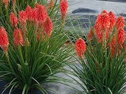 Red Kniphofia Flower seeds for Planting - Easy to Grow, Heirloom & GMO Free Seeds for Home Garden
 
 Sale seeds for planting in home garden