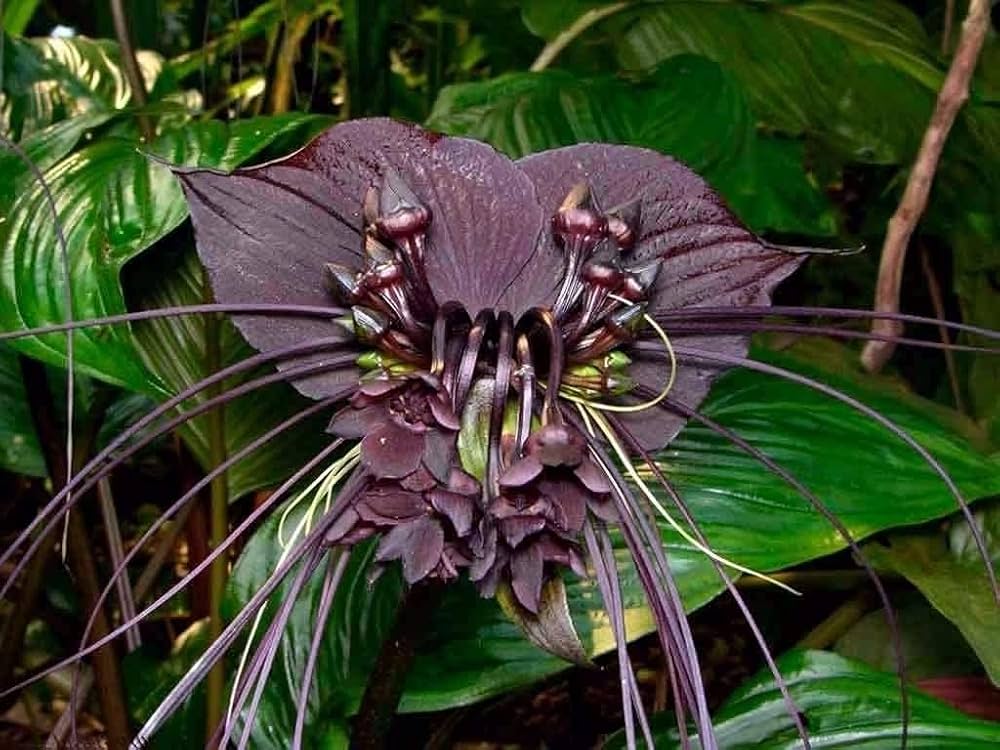 Black Tacca Chantrieri Flower seeds for Planting - Premium Quality, Heirloom & GMO Free Seeds for Home Garden
 
 Sale seeds for planting in home garden