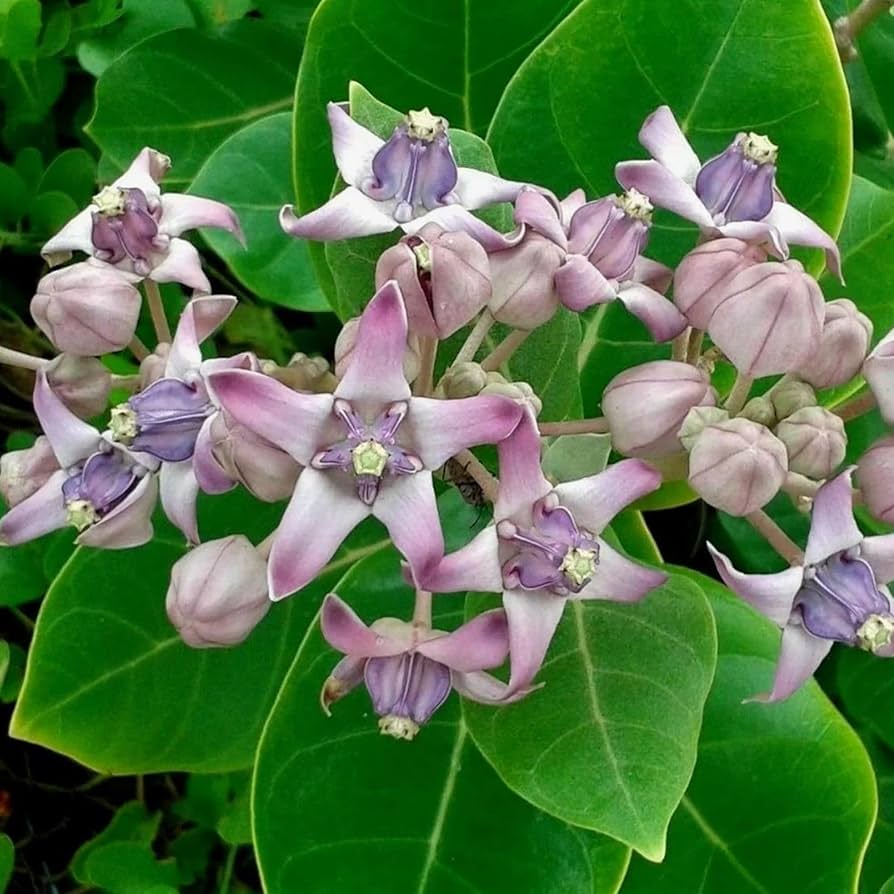 Calotropis Gigantea Flower seeds for Planting Cottage Garden Essential Heirloom & GMO Free Seeds for Home Garden 
 
 Sale for planting in home garden