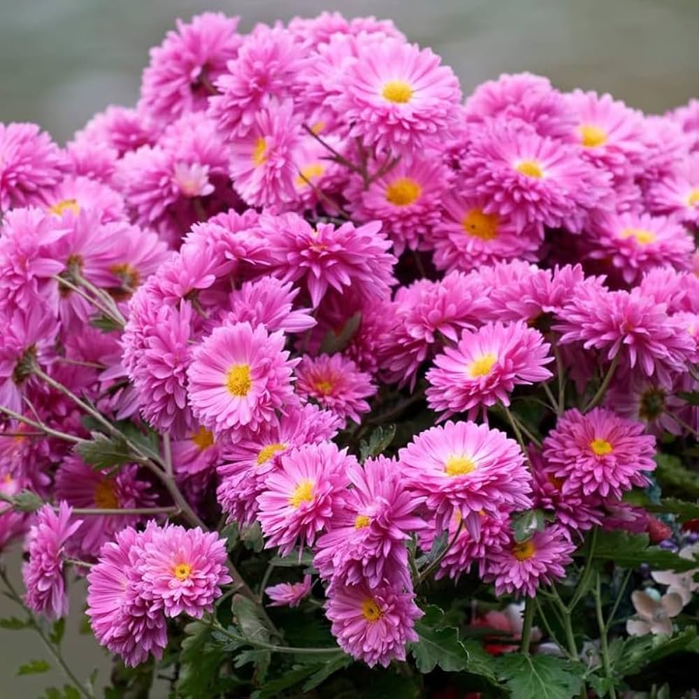 Chrysanthemum Flower seeds for Planting Fragrant Blossoms Heirloom & GMO Free Seeds for Home Garden 
 
 Sale seeds for home garden planting