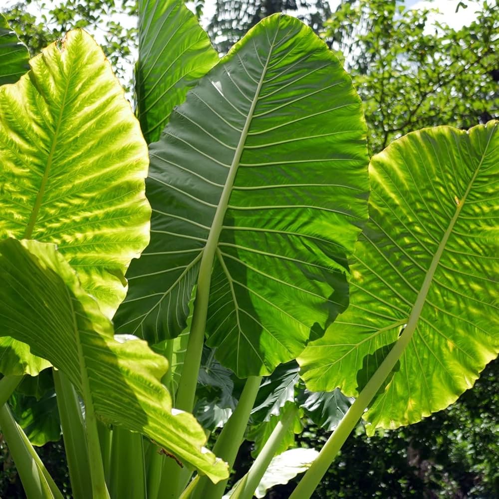 Green Alocasia Macrorrhizos Flower seeds for Planting Garden Favorite Heirloom & GMO Free Seeds for Home Garden
 
 Sale seeds for home garden planting