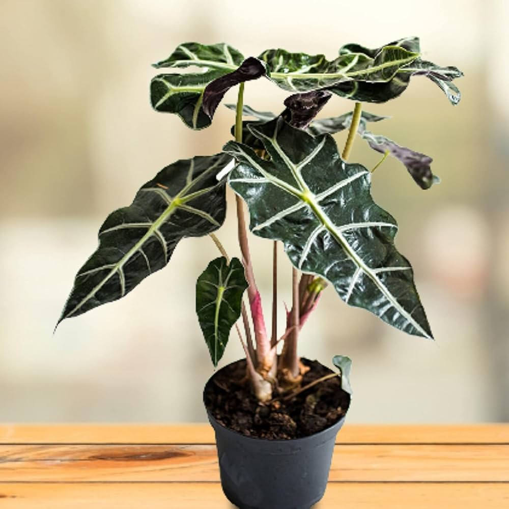 Alocasia Flower seeds for Planting - Wildflower Mix, Heirloom & GMO Free Seeds for Home Garden
 
 Sale for planting in home garden