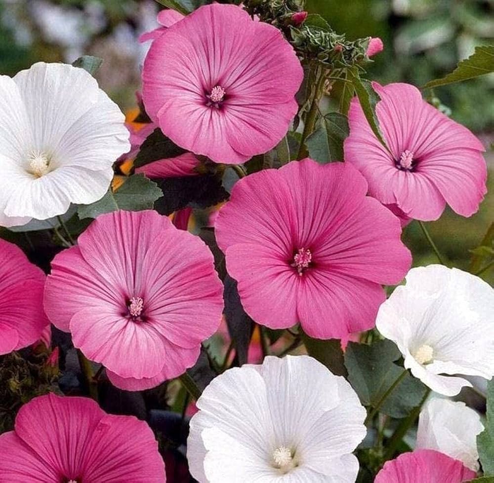 White Pink Lavatera Flower seeds for Planting Long Bloom Season Heirloom & GMO Free Seeds for Home Garden
 
 Sale seeds for home garden planting