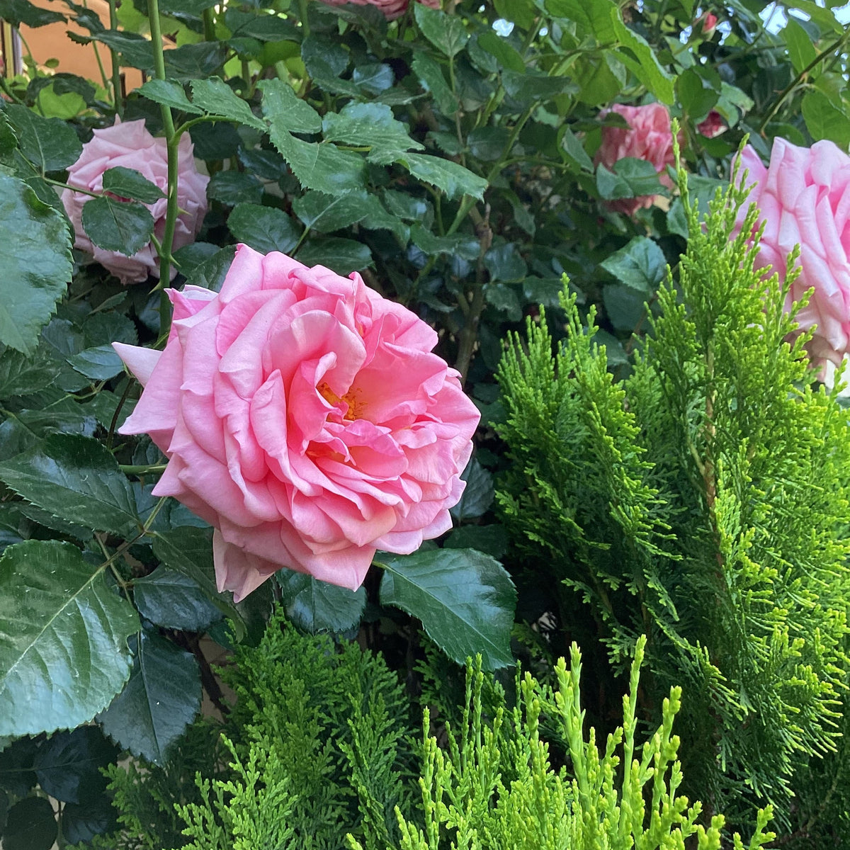 Rosa Damascena Flower seeds for Planting Shade Tolerant Heirloom & GMO Free Seeds for Home Garden
 
 Sale seeds for home garden planting