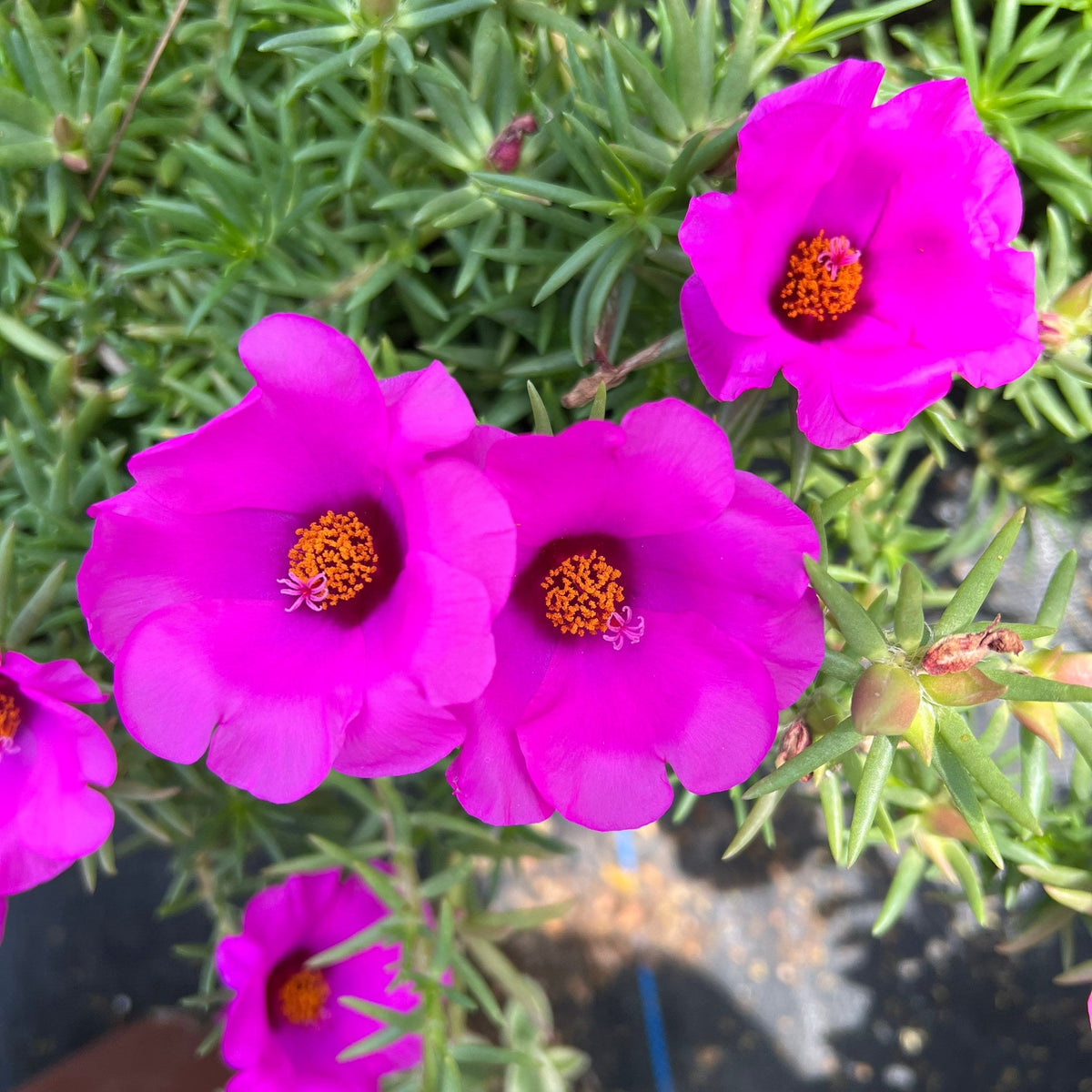 Purple Portulaca Flower seeds for Planting Compact Growth Heirloom & GMO Free Seeds for Home Garden 
 
 Sale seeds for home garden planting