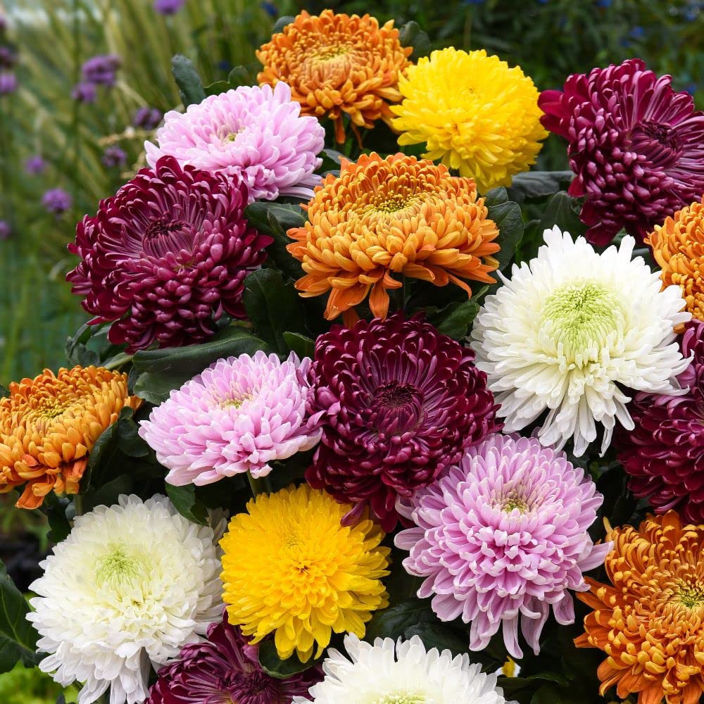 Mix Chrysanthemum Flower seeds for Planting Perfect for Borders Heirloom & GMO Free Seeds for Home Garden
 
 Sale seeds for home garden planting