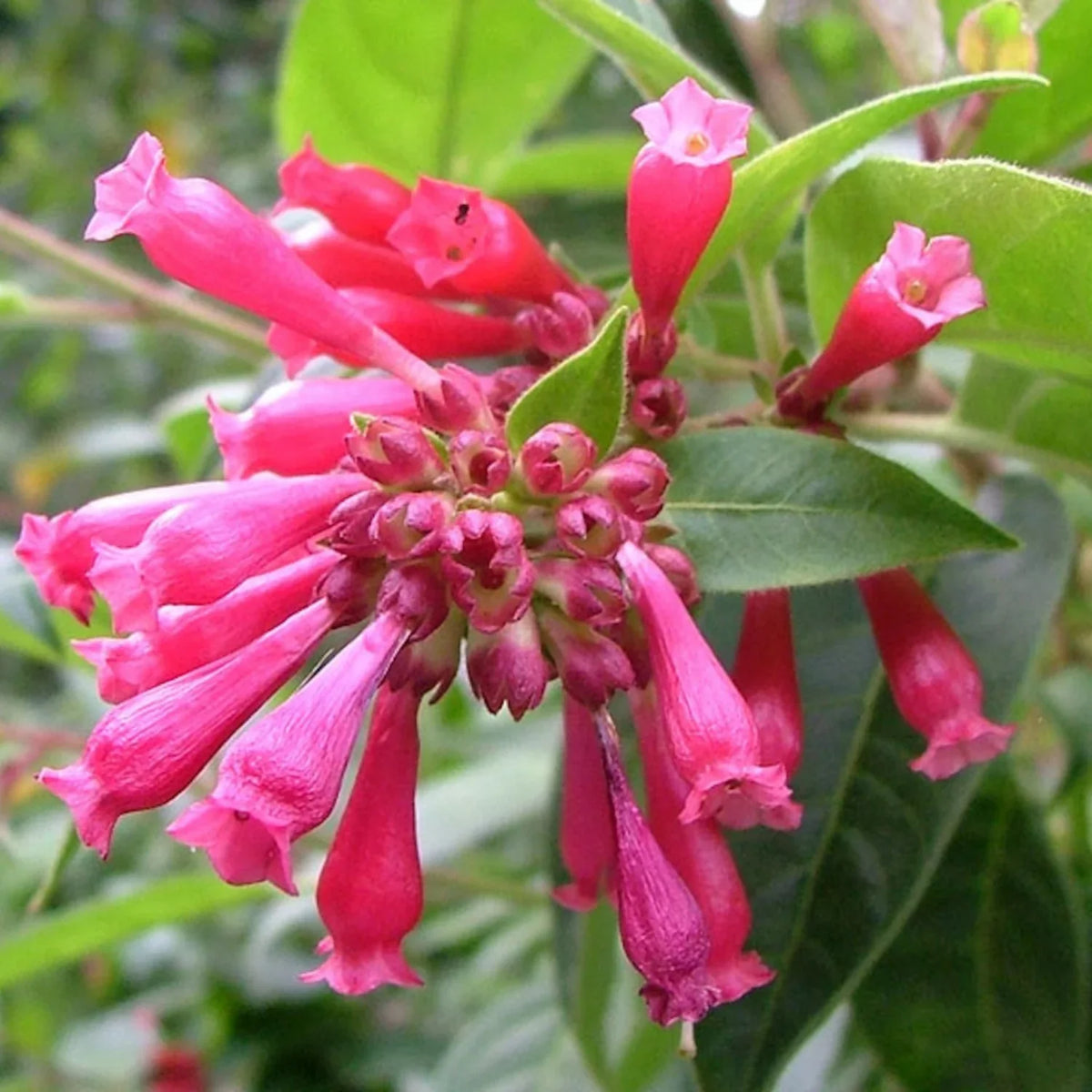 Pink Cestrum Elegans Flower seeds for Planting Fragrant Blossoms Heirloom & GMO Free Seeds for Home Garden
 
 Sale seeds for home garden planting