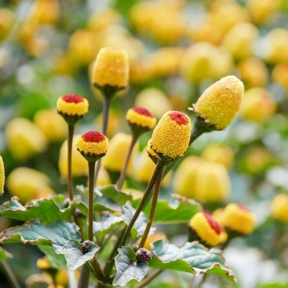 Yellow Spilanthes Acmella Flower seeds for Planting Low Maintenance Heirloom & GMO Free Seeds for Home Garden 
 
 Sale seeds for home garden planting