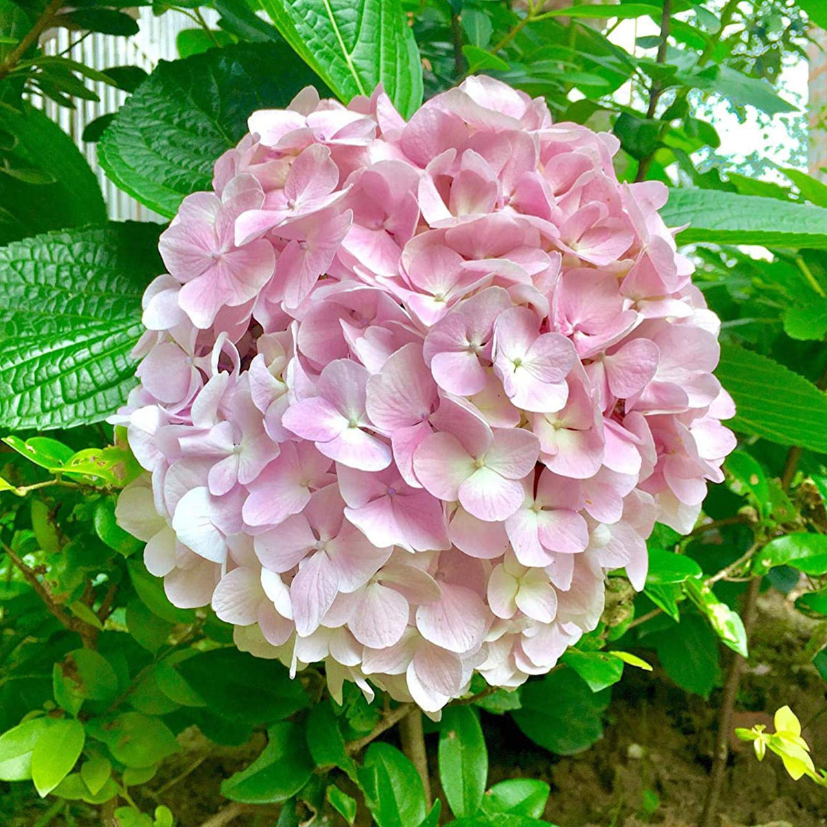 Light Pink Hydrangea Flower seeds for Planting - Long Bloom Season, Heirloom & GMO Free Seeds for Home Garden
 
 Sale seeds for planting in home garden