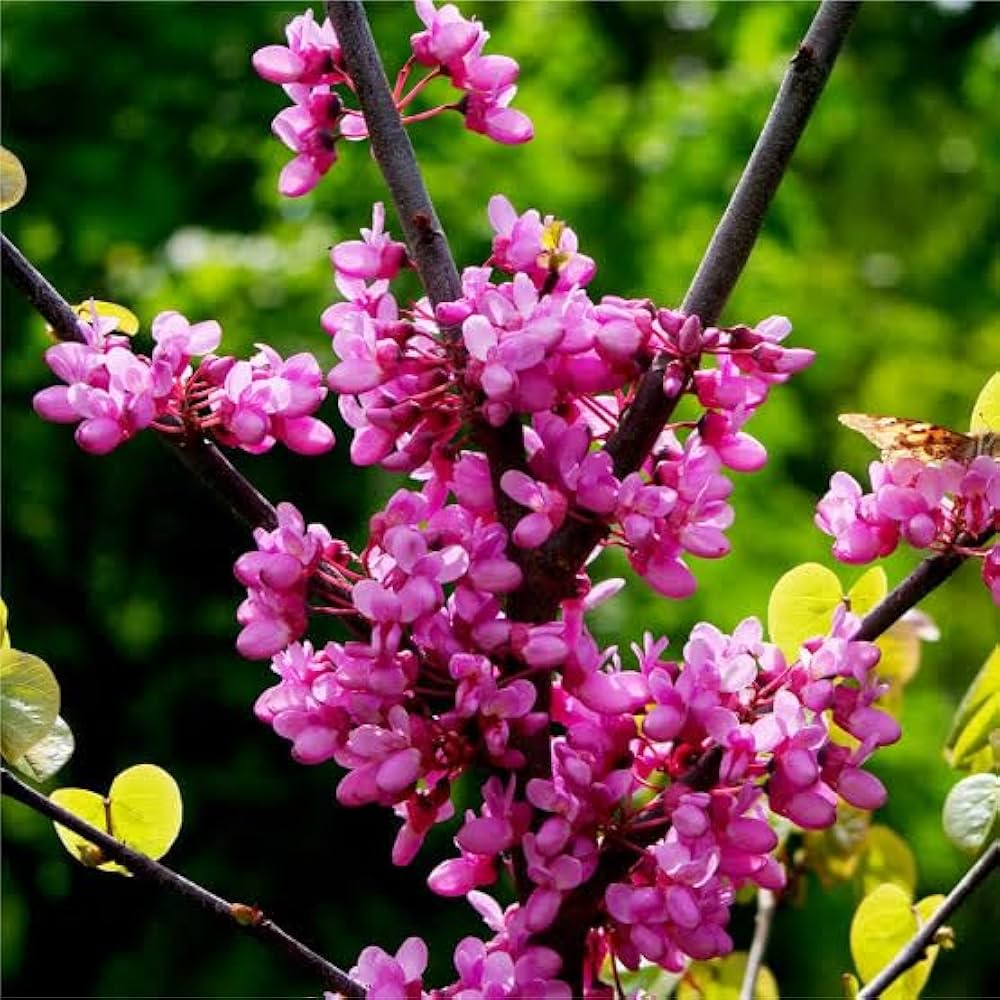 Pink Canadensis Flower seeds for Planting Low Maintenance Heirloom & GMO Free Seeds for Home Garden 
 
 Sale seeds for home garden planting
