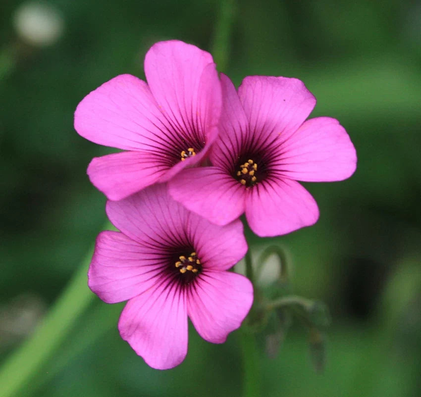 Pink Oxalis Laciniata Flower seeds for Planting - Pollinator Friendly, Heirloom & GMO Free Seeds for Home Garden
 
 Sale seeds for planting in home garden