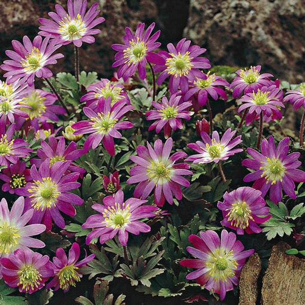 Pink Blanda Star Flower seeds for Planting Shade Tolerant Heirloom & GMO Free Seeds for Home Garden 
 
 Sale seeds for home garden planting
