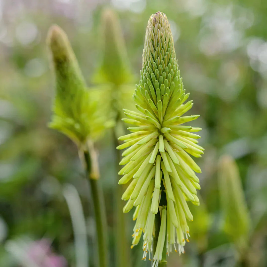 Green Kniphofia Flower seeds for Planting Cottage Garden Essential Heirloom & GMO Free Seeds for Home Garden
 
 Sale seeds for home garden planting