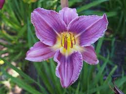 Blue Hemerocallis Flower seeds for Planting - Cottage Garden Essential, Heirloom & GMO Free Seeds for Home Garden
 
 Sale seeds for planting in home garden