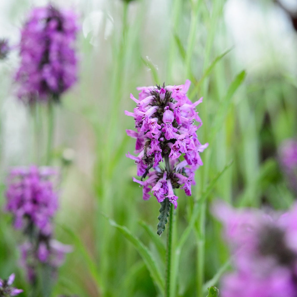 Purple Stachys Flower seeds for Planting Colorful Display Heirloom & GMO Free Seeds for Home Garden
 
 Sale seeds for home garden planting