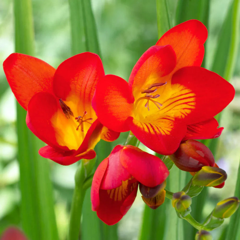 Red Freesias Flower seeds for Planting - Colorful Display, Heirloom & GMO Free Seeds for Home Garden
 
 Sale seeds for planting in home garden