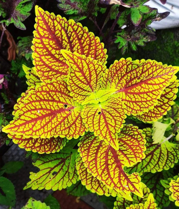 Yellow Red Coleus Flower seeds for Planting - Long Bloom Season, Heirloom & GMO Free Seeds for Home Garden
 
 Sale seeds for home garden
