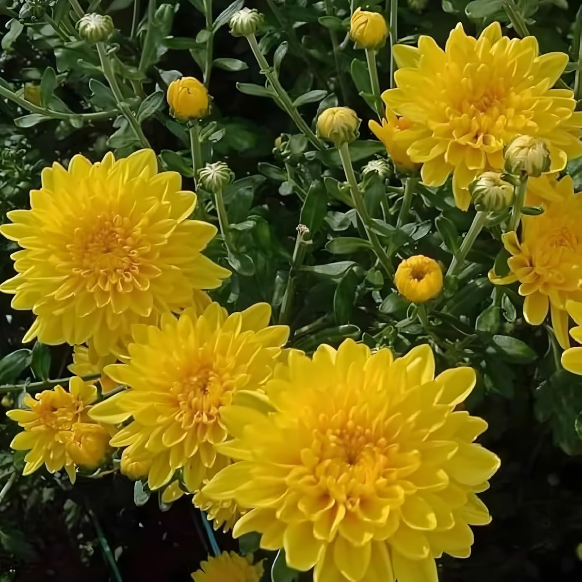Yellow Chrysanthemum Flower seeds for Planting Sun Loving Heirloom & GMO Free Seeds for Home Garden 
 
 Sale seeds for home garden planting