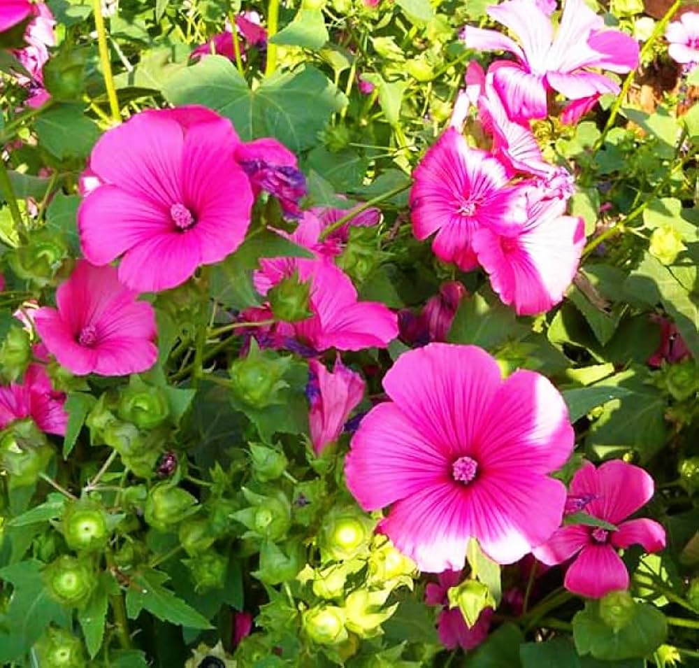 Pink Lavatera Flower seeds for Planting Easy to Grow Heirloom & GMO Free Seeds for Home Garden
 
 Sale seeds for home garden planting