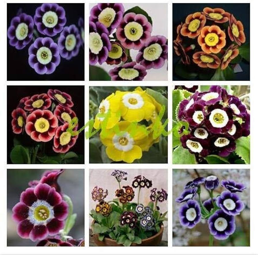 Mixed Auricula Flower seeds for Planting - Long Bloom Season, Heirloom & GMO Free Seeds for Home Garden
 
 Sale seeds for planting in home garden
